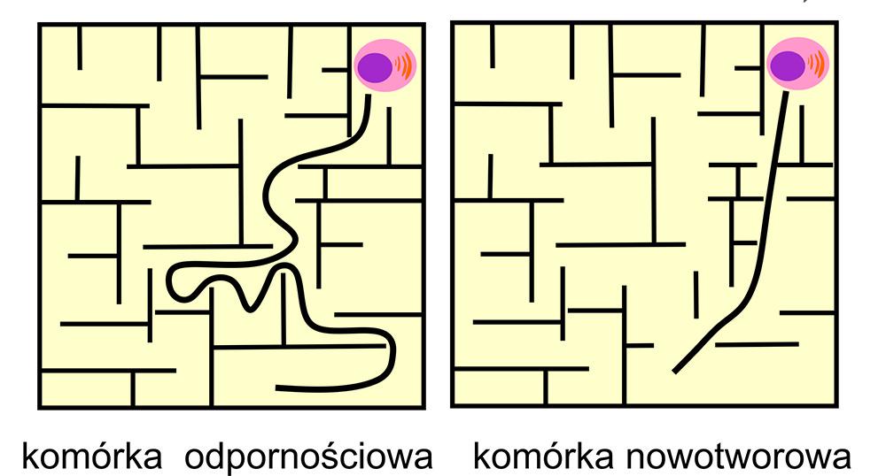 Różne sposoby migracji komórek. Ilustr. autorka