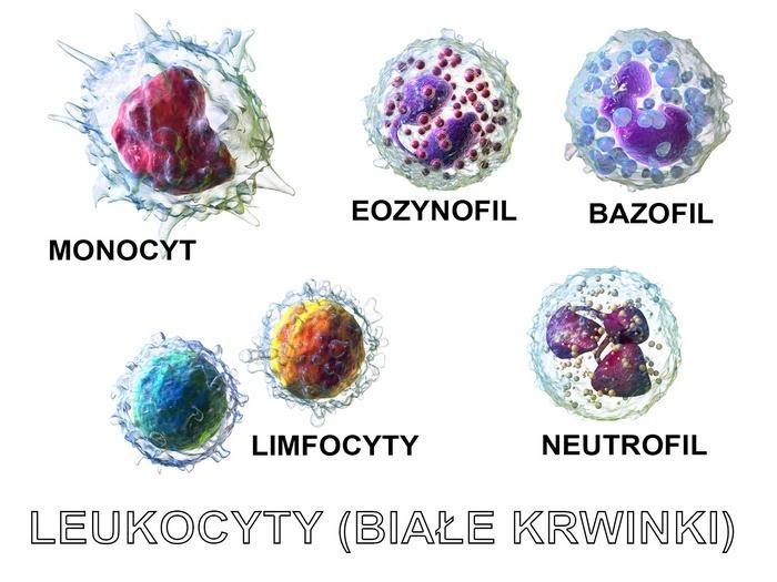 Leukocyty