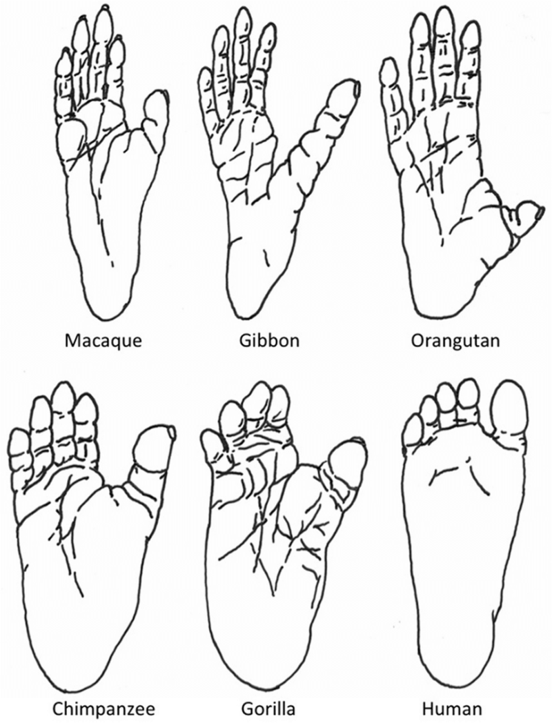 rysunek przedstawiający kształty stóp małp i człowieka
